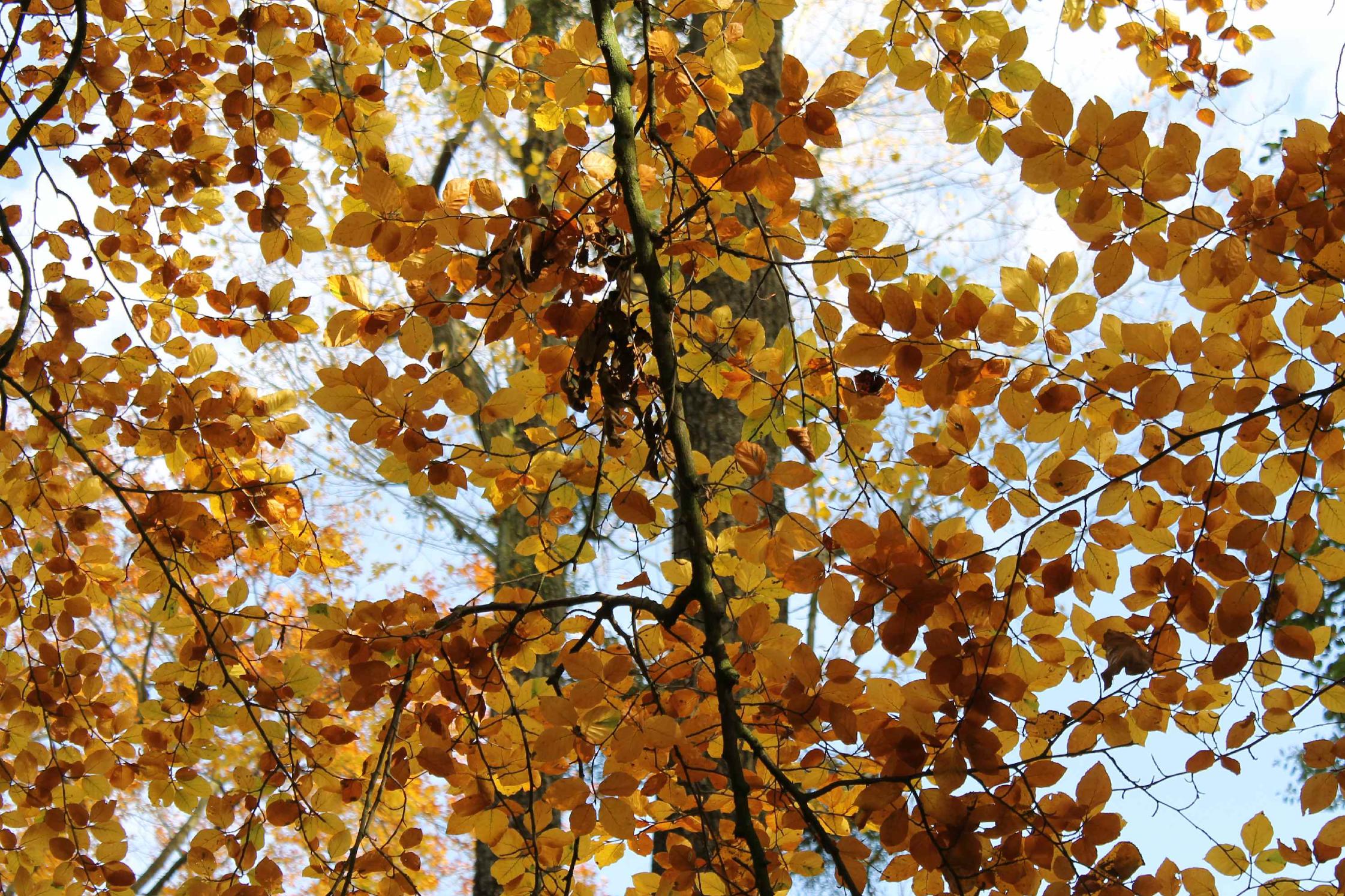Herbstlaub am Baum