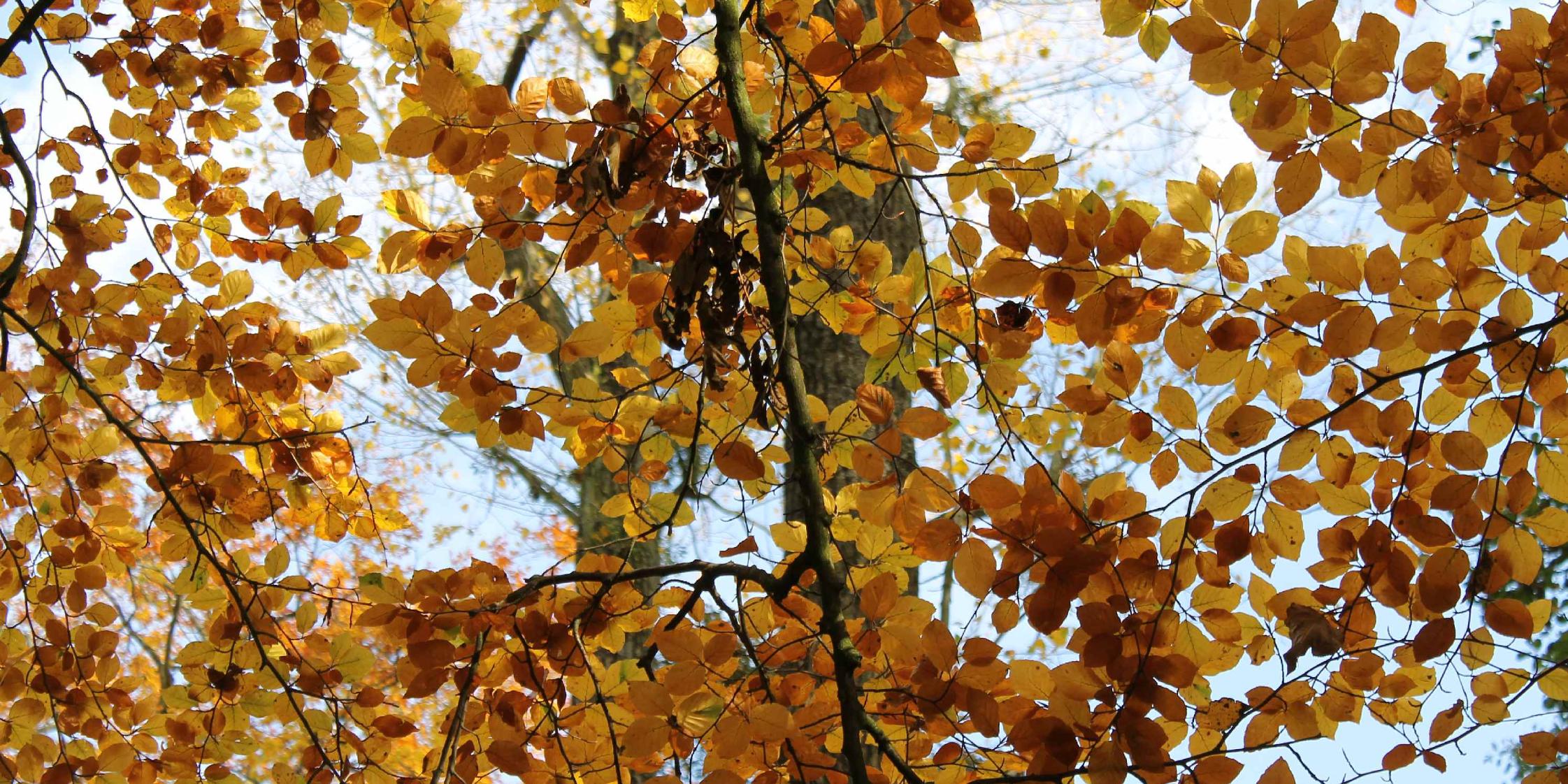 Herbstlaub am Baum