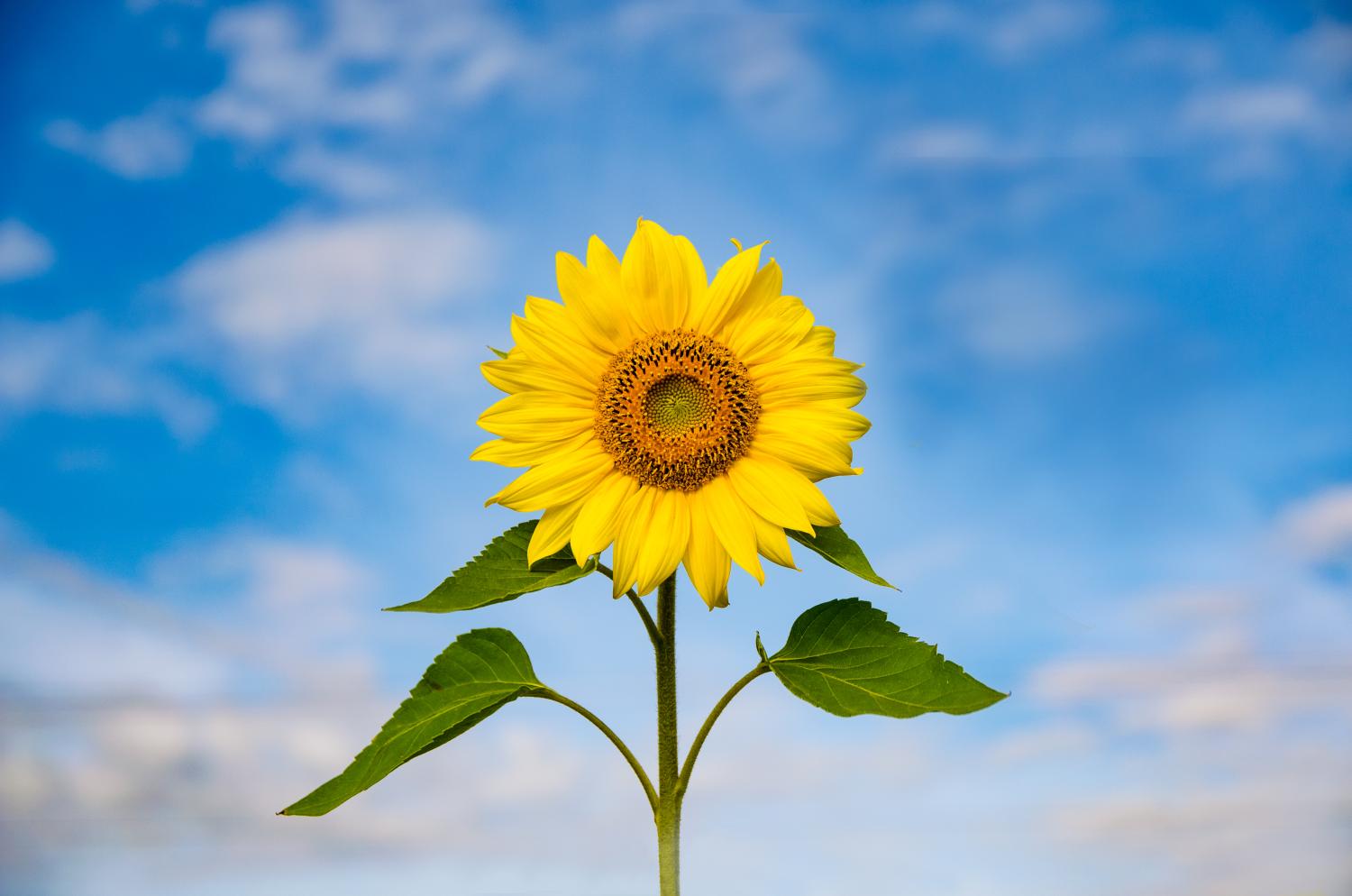 Sonnenblume